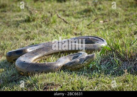 Anaconda, Eunectes murinus, serpente, LOS LLANOS, Venezuela, Sud America, America Foto Stock