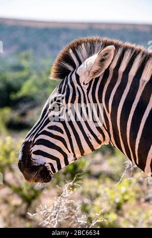 Addo Elephant National Park, Addo, Eastern Cape, Sudafrica Foto Stock