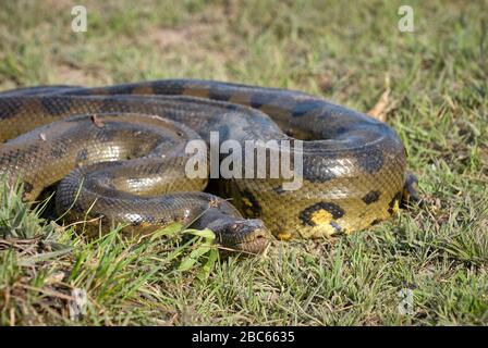 Anaconda, Eunectes murinus, serpente, LOS LLANOS, Venezuela, Sud America, America Foto Stock