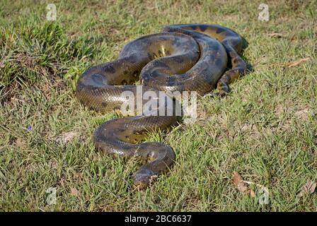 Anaconda, Eunectes murinus, serpente, LOS LLANOS, Venezuela, Sud America, America Foto Stock