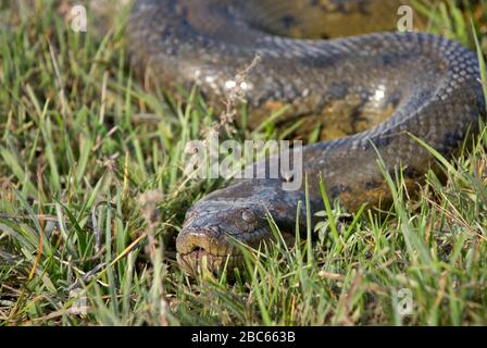 DETTAGLIO TESTA di anaconda, Eunectes murinus, serpente, LOS LLANOS, Venezuela, Sud America, America Foto Stock