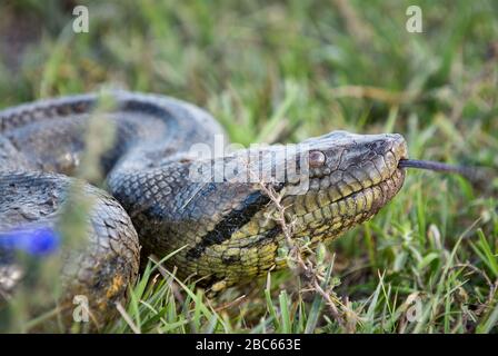 DETTAGLIO TESTA di anaconda, Eunectes murinus, serpente, LOS LLANOS, Venezuela, Sud America, America Foto Stock