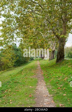 Platani lungo un fiume. Gli alberi fiancheggiano un sentiero e formano un viale. Sullo sfondo si possono vedere le montagne. Foto Stock