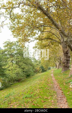 Platani lungo un fiume. Gli alberi fiancheggiano un sentiero e formano un viale. Sullo sfondo si possono vedere le montagne. Foto Stock