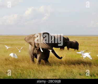 Elefanti A Amboseli Nationalpark, Kenya, Africa . Foto Stock