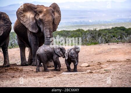 Addo Elephant National Park, Addo, Eastern Cape, Sudafrica Foto Stock