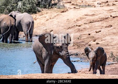 Addo Elephant National Park, Addo, Eastern Cape, Sudafrica Foto Stock