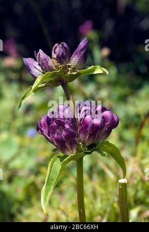 Fiore di Genziano marrone Foto Stock