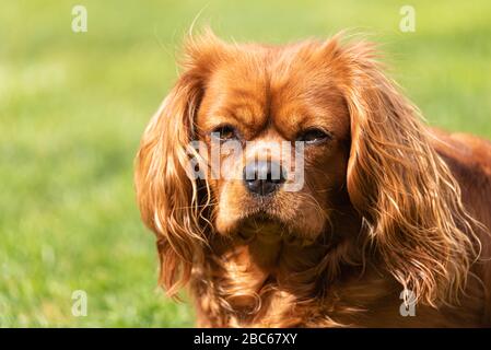 Un primo piano del profilo di un singolo isolato Cavalier rubino re Charles Spaniel in un ambiente all'aperto.