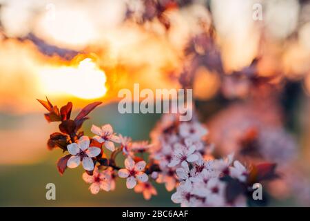 Primavera fioritura sfondo. Bella scena naturale con albero fiorito al tramonto. Fiori primaverili in fiore, vista artistica della natura sfocata. Ispirare la natura Foto Stock
