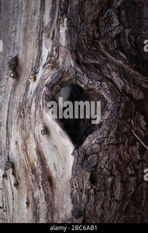 Foro ad albero a forma di cuore nel vecchio tronco dell'albero morto Foto Stock