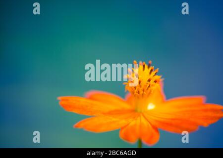 Primo piano di fiori d'arancio margherita. Macro natura astratta con luce solare su sfondo blu chiaro Foto Stock