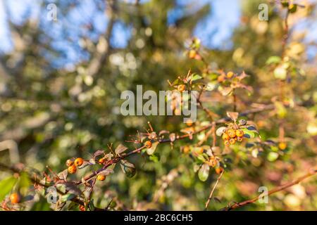 Paesaggio autunnale di closeup cespuglio. Autunno albero cespuglio lascia il cielo su sfondo sfocato Foto Stock