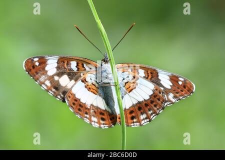 Primo piano di una farfalla bianca ammiraglio (Limenitis camilla), con le sue ali bianche e arancioni Foto Stock