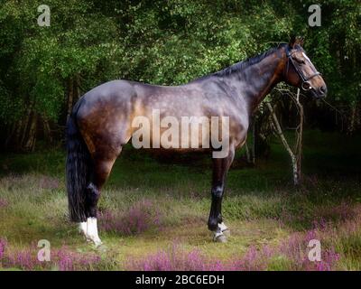 Un bel cavallo da baia si trova in una zona di erica selvatica viola. Foto Stock