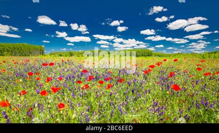 Bella estate prato natura. Fiori di papavero primaverile ed estivo sotto il cielo blu e la luce del sole. Idilliaco paesaggio naturale estivo, fiori di papavero rosso Foto Stock