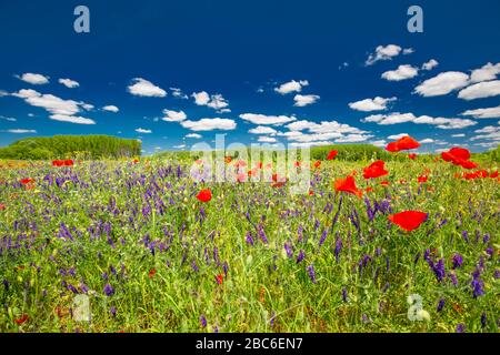 Bella estate prato natura. Fiori di papavero primaverile ed estivo sotto il cielo blu e la luce del sole. Idilliaco paesaggio naturale estivo, fiori di papavero rosso Foto Stock