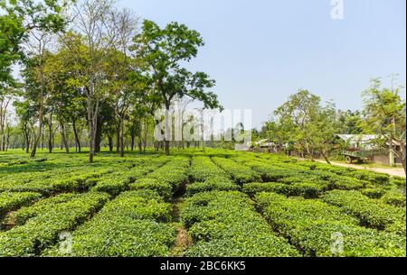 File pulite di cespugli di tè che crescono in una grande piantagione di tè vicino al Parco Nazionale di Kaziranga, Assam, India nordorientale Foto Stock