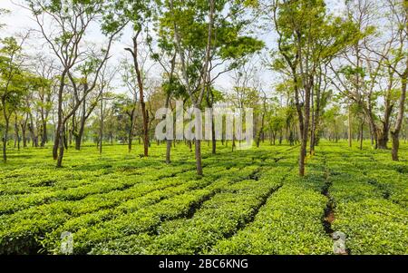 File pulite di cespugli di tè che crescono in una grande piantagione di tè vicino al Parco Nazionale di Kaziranga, Assam, India nordorientale Foto Stock