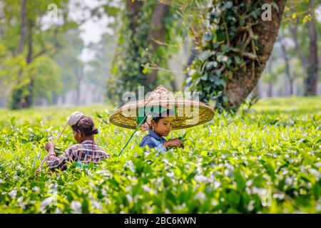 Giovane donna che indossa un grande cappello di vimini che lavora come un selezionatore ad una piantagione di tè che raccoglie le foglie di tè vicino al Parco Nazionale di Kaziranga, Assam, India nordorientale Foto Stock