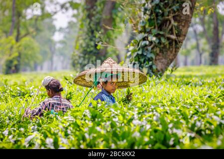Giovane donna che indossa un grande cappello di vimini che lavora come un selezionatore ad una piantagione di tè che raccoglie le foglie di tè vicino al Parco Nazionale di Kaziranga, Assam, India nordorientale Foto Stock