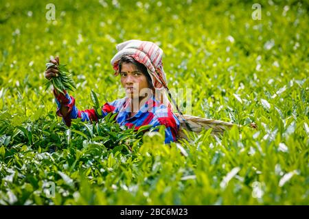 Giovane donna locale che trasporta un cesto da una cinghia di testa che lavora ad una piantagione di tè che raccoglie le foglie di tè vicino al Parco Nazionale di Kaziranga, Assam, India del NE Foto Stock