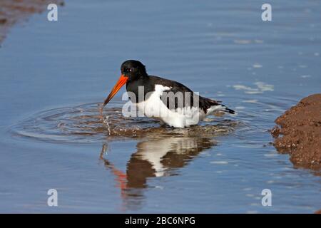 OYSTERCATCHER (Haematopus ostralegus) cattura preda nella zona intertidale di un fangoso estuario, East Lothian, Scozia, Regno Unito. Foto Stock