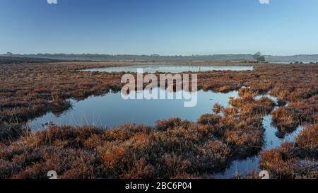 Calma scena di 2 stagni o piccoli laghi nella New Forest, Regno Unito. Preso subito dopo l'alba, quando tutto era tranquillo e ancora Foto Stock