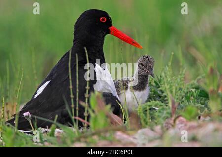 OYSTERCATCHER (Haematopus ostralegus) genitore in procinto di prendere pulcino sotto la sua ala, Regno Unito. Foto Stock