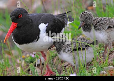 OYSTERCATCHER, REGNO UNITO. Foto Stock