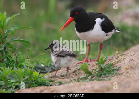 OYSTERCATCHER (Haematopus ostralegus) adulto con pulcino, caitness, Regno Unito. Foto Stock