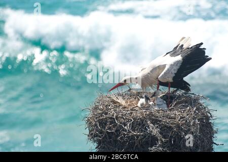White storch con pollo nel suo nido alto sopra il mare sulla costa occidentale portoghese Foto Stock