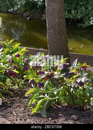 Mary Forsdyke Garden & Michael o'Brien Lakeside Walk, Bushey Heath, Inghilterra. Abbandonato durante il blocco di Coronavirus. Lo spazio pubblico è ricco di natura Foto Stock