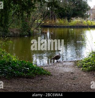 Mary Forsdyke Garden & Michael o'Brien Lakeside Walk, Bushey Heath, Inghilterra. Abbandonato durante il blocco di Coronavirus. Lo spazio pubblico è ricco di natura Foto Stock