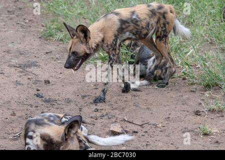 Un pacco di cani selvatici africani (Lycaon pictus) che riposano presso una buca d'acqua nella riserva di Timbavati, in Sud Africa Foto Stock