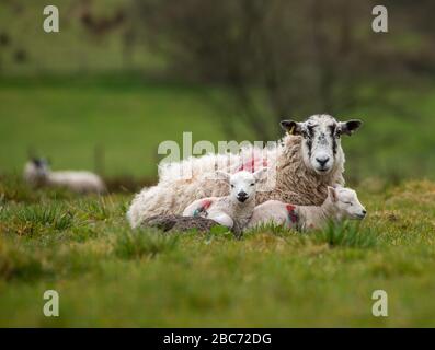 Preston, Lancashire 3rd aprile 2020. I gemelli agnelli si accoccolano nella loro madre per il calore in una fredda giornata a Chipping, Preston, Lancashire. Ci è un aumento previsto nella temperatura a 18c la domenica. Credit: John Eveson/Alamy Live News Foto Stock