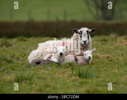 Preston, Lancashire 3rd aprile 2020. I gemelli agnelli si accoccolano nella loro madre per il calore in una fredda giornata a Chipping, Preston, Lancashire. Ci è un aumento previsto nella temperatura a 18c la domenica. Credit: John Eveson/Alamy Live News Foto Stock