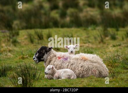 Preston, Lancashire 3rd aprile 2020. I gemelli agnelli si accoccolano nella loro madre per il calore in una fredda giornata a Chipping, Preston, Lancashire. Ci è un aumento previsto nella temperatura a 18c la domenica. Credit: John Eveson/Alamy Live News Foto Stock