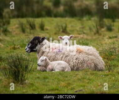 Preston, Lancashire 3rd aprile 2020. I gemelli agnelli si accoccolano nella loro madre per il calore in una fredda giornata a Chipping, Preston, Lancashire. Ci è un aumento previsto nella temperatura a 18c la domenica. Credit: John Eveson/Alamy Live News Foto Stock