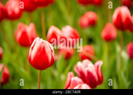 Fiori di tulipano d'arancio che fioriscono in un campo di tulipano Foto Stock