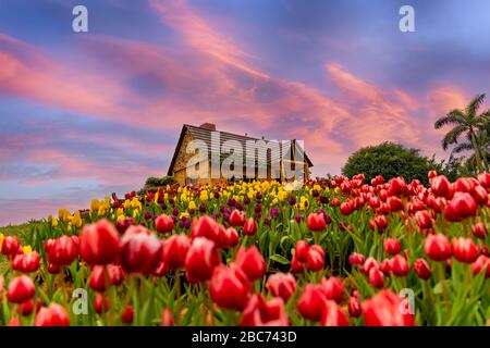 Fiori di tulipano d'arancio che fioriscono in un campo di tulipano Foto Stock