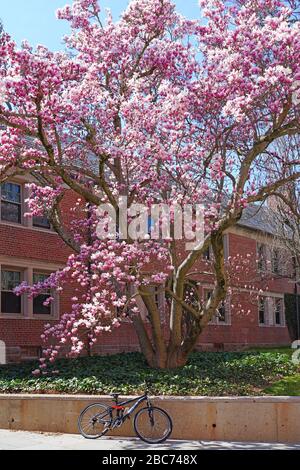 PRINCETON, NJ -26 MAR 2020- Vista della magnolia fiorita rosa sul campus della Princeton University, New Jersey, Stati Uniti. Foto Stock