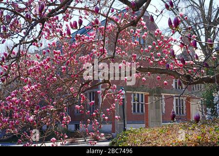 PRINCETON, NJ -26 MAR 2020- Vista della magnolia fiorita rosa sul campus della Princeton University, New Jersey, Stati Uniti. Foto Stock