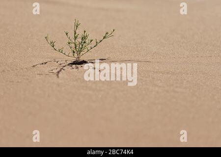 Piccola pianta verde del deserto che cresce nella sabbia, nel deserto del Sahara del Marocco. Foto Stock