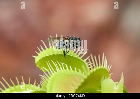 Venere Flytrap Dionaea muscipula con intrappolato Fly Foto Stock