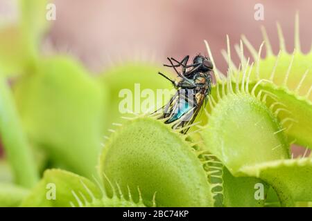 Venere Flytrap Dionaea muscipula con intrappolato Fly Foto Stock