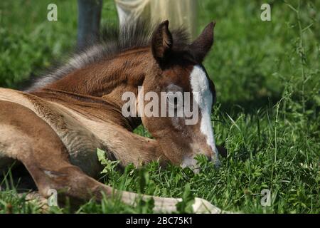 Ritratto di incredibile fallo bruno sdraiato su pasturage Foto Stock
