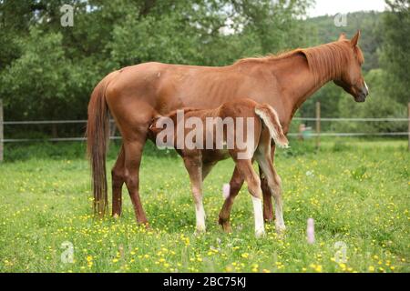 Bella mare con il suo nemico che si erge insieme sulla pasturage Foto Stock