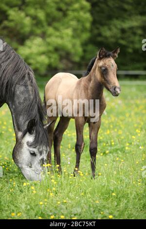 Bella mare con il suo nemico che si erge insieme sulla pasturage Foto Stock
