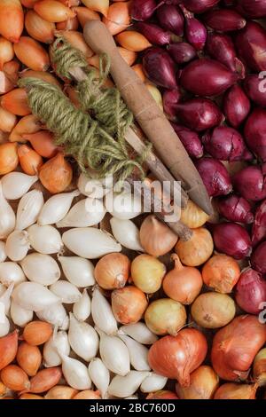 Allium cepa 'Red Baron' 'Centurion' e 'snowball'. Set di cipolle pronti per la semina in primavera. REGNO UNITO Foto Stock